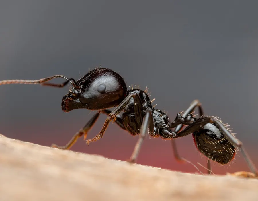 Placeholder stock photo for pest control work