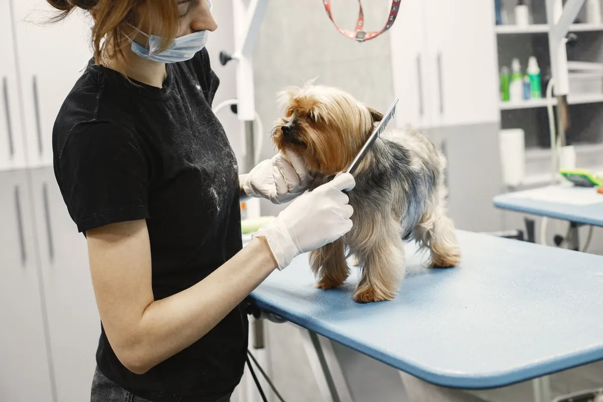 Stock photo used on the Tidy Tails Grooming Studio sample site