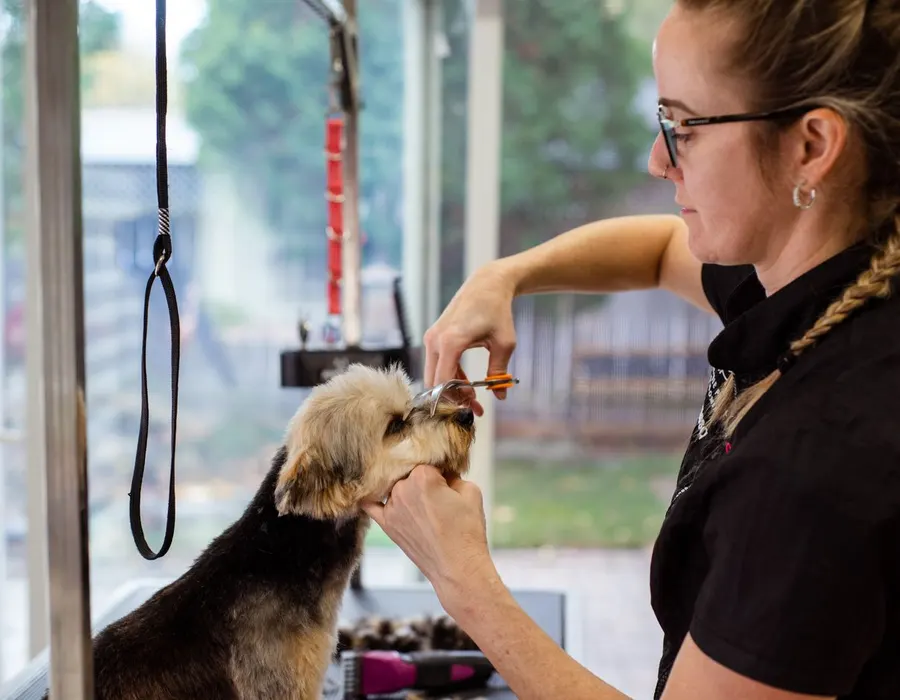 Placeholder stock photo for dog grooming work